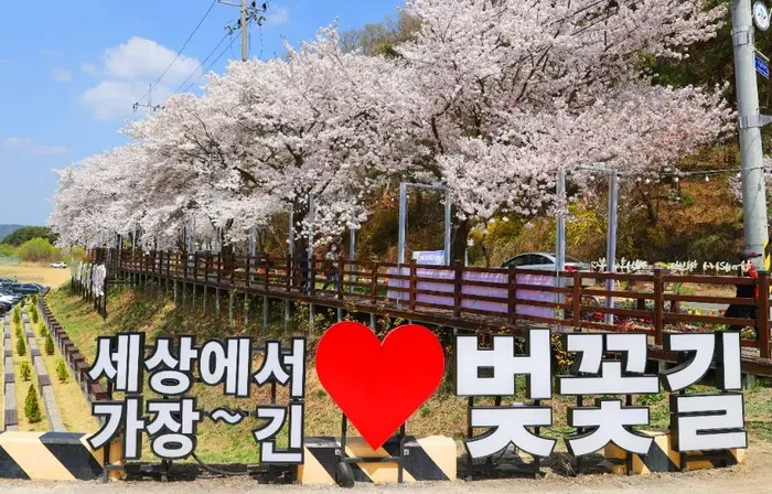 대청호 벚꽃길 · 관광지
