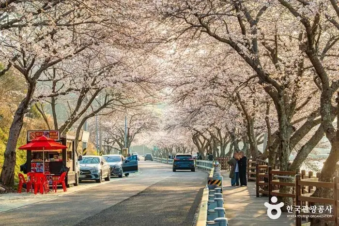 왕지벚꽃길 · 관광지
