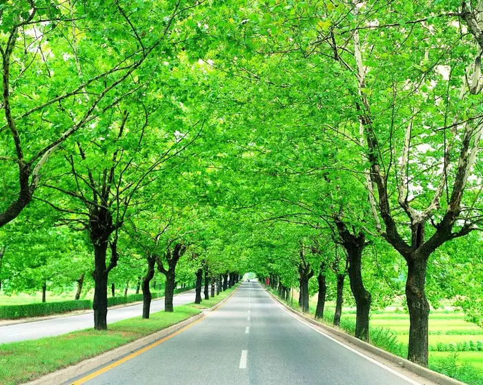 청주 가로수길 · 관광지