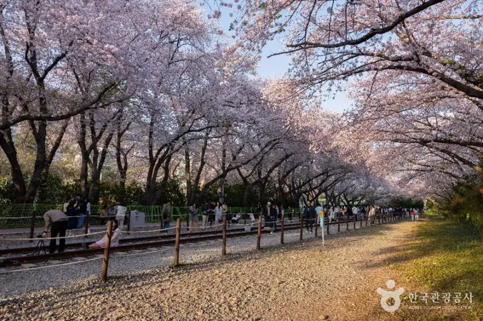 경화역 벚꽃길 · 관광지