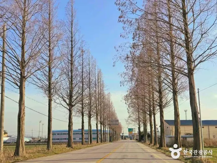 김제 메타세쿼이아길 · 관광지