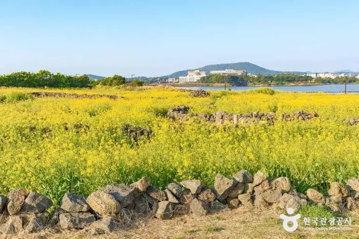 유채꽃재배단지 · 관광지