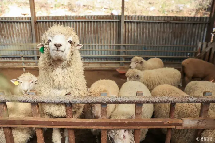 정선 양떼목장 · 관광지