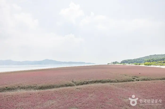 석모도 칠면초 군락지 · 관광지