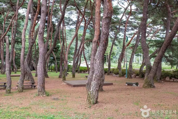 중평솔밭 · 관광지