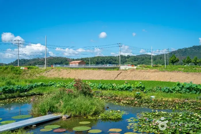 우포가시연꽃마을 · 관광지