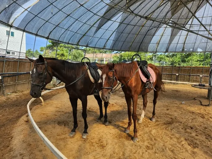 고창해변승마클럽 휘게팜 · 레포츠
