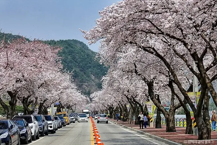 맹방 벚꽃길 · 관광지