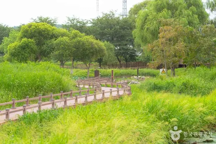 경포가시연습지 · 관광지