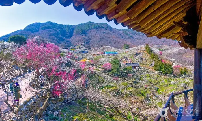 광양 매화마을 · 관광지