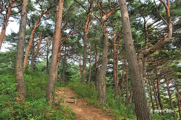 화진포소나무숲산림욕장 · 관광지