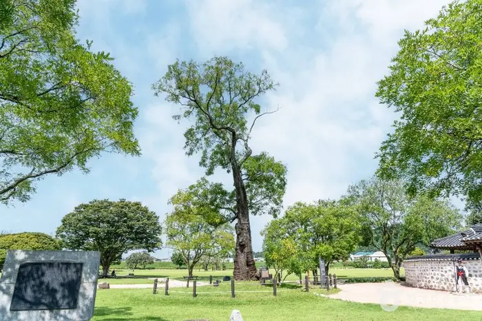 서산 해미읍성 회화나무 · 관광지