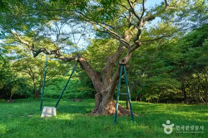 포항 마북리 느티나무 · 관광지