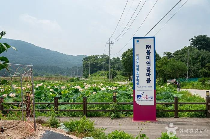 울미연꽃마을 · 관광지