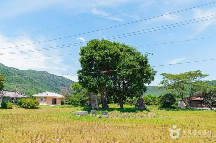 우동리당산 · 관광지