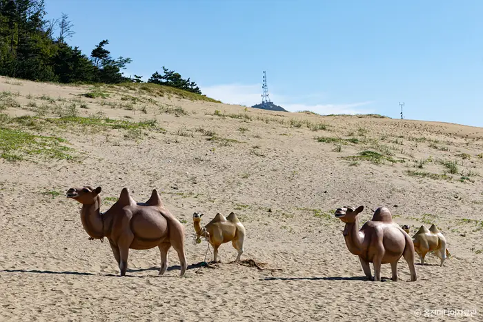 대청도 옥죽동 해안사구 · 관광지