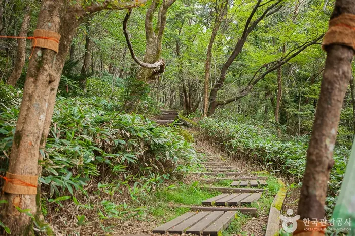 한라산 트레킹 · 레포츠