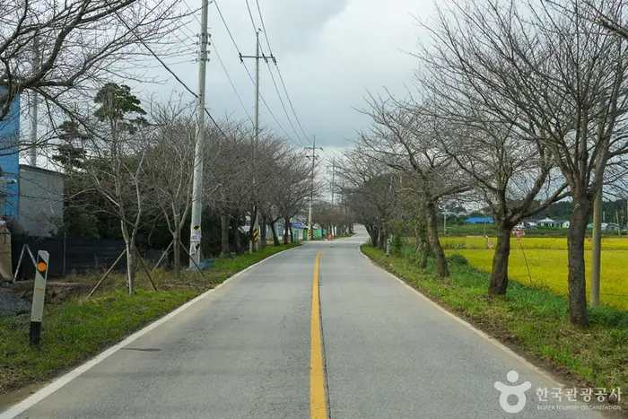 남면 벚꽃길 · 관광지