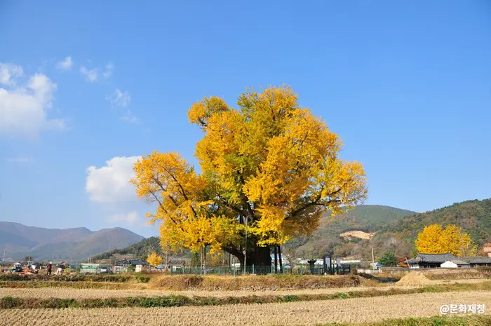 울주 구량리 은행나무 · 관광지