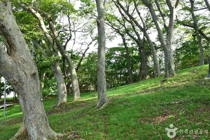 영광 법성진 숲쟁이 · 관광지