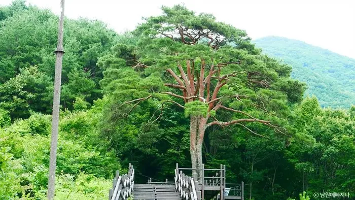 지리산 천년송 · 관광지