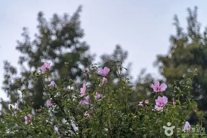 강릉 방동리 무궁화 · 관광지