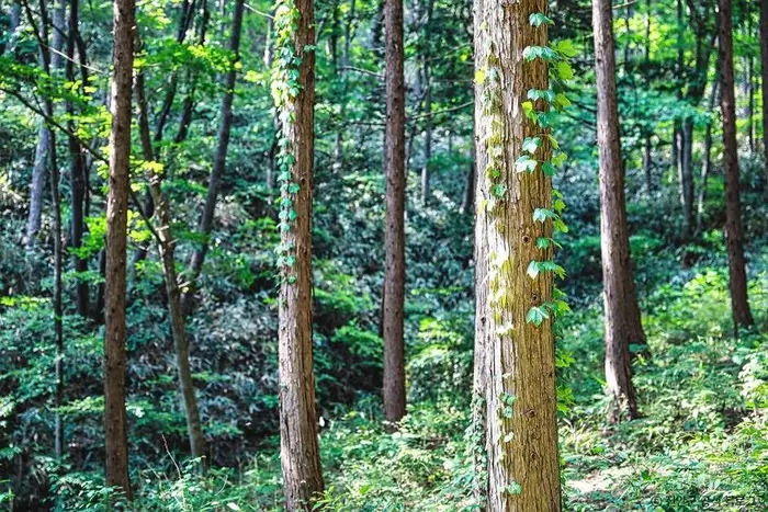부귀 편백숲 삼림욕장 · 관광지