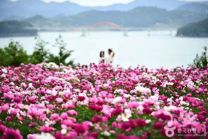 고흥 작약 꽃밭 · 관광지