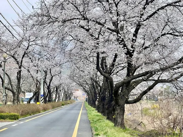 소양벚꽃길 · 관광지