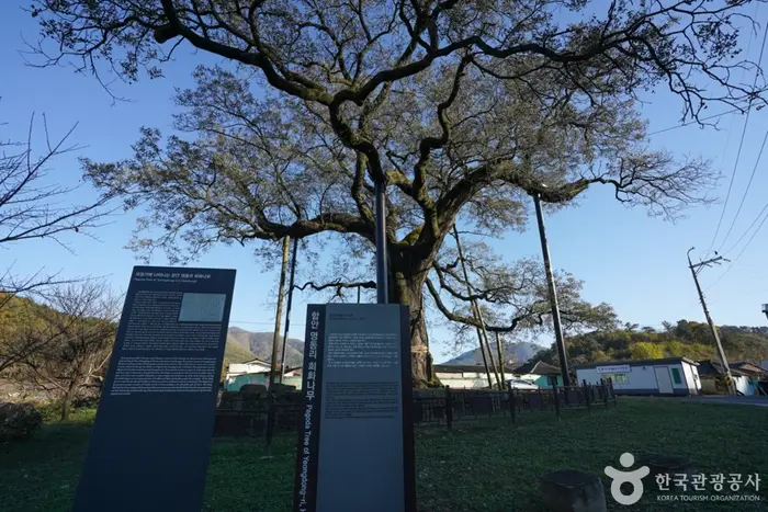 함안 영동리 회화나무 · 관광지