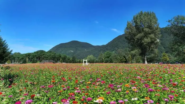 Colorful Garden 자라섬 꽃 페스타 포스터 사진 2