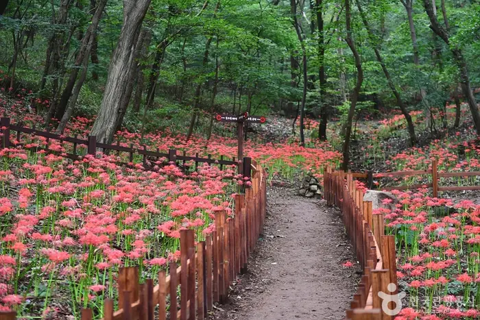 용천사 꽃무릇공원 · 관광지