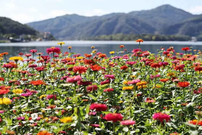 Colorful Garden 자라섬 꽃 페스타 포스터 사진 4