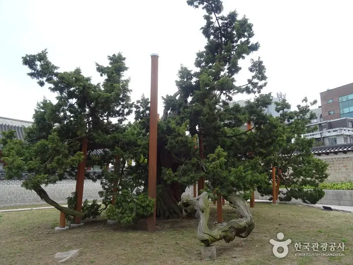 창덕궁 향나무 · 관광지