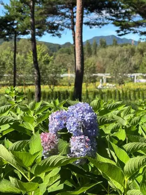 Colorful Garden 자라섬 꽃 페스타 포스터 사진 5