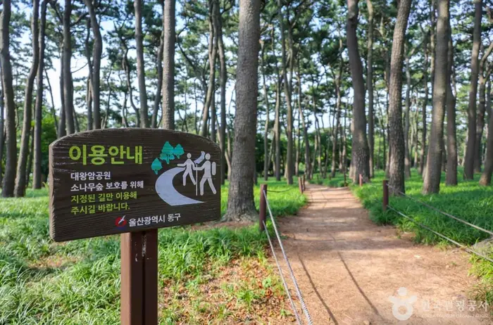대왕암 송림 · 관광지