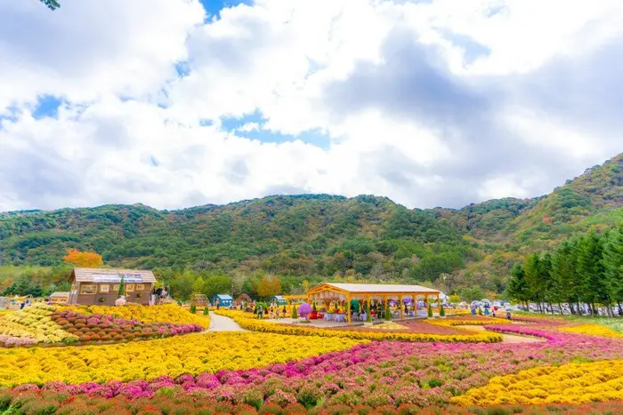 인제가을꽃축제 포스터 사진 2