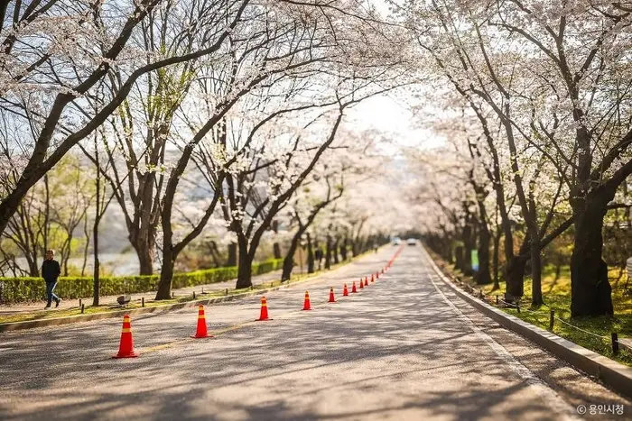 가실벚꽃길 · 관광지