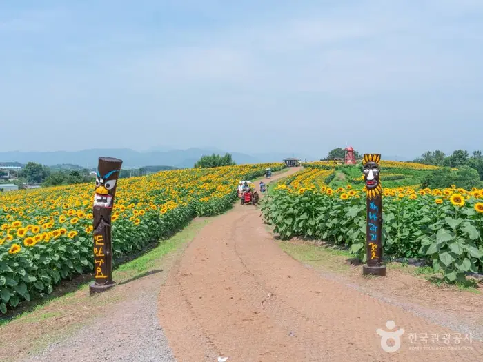 강주 해바라기마을 · 관광지