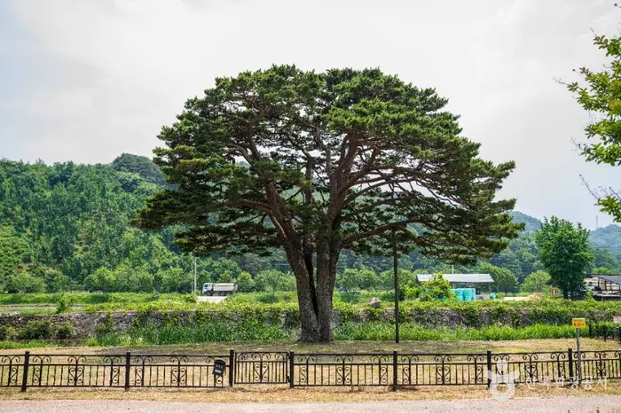 함양 목현리 구송 · 관광지