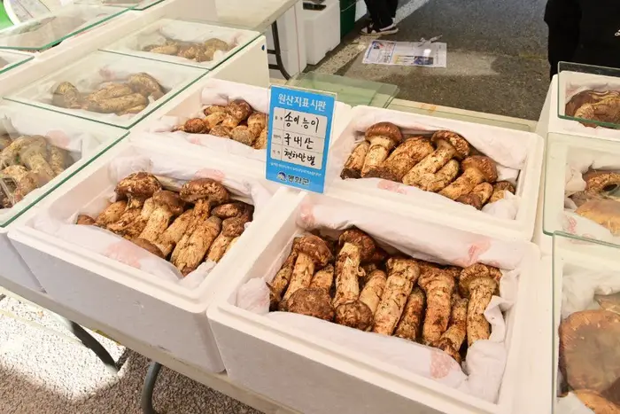 봉화송이축제 포스터 사진 3