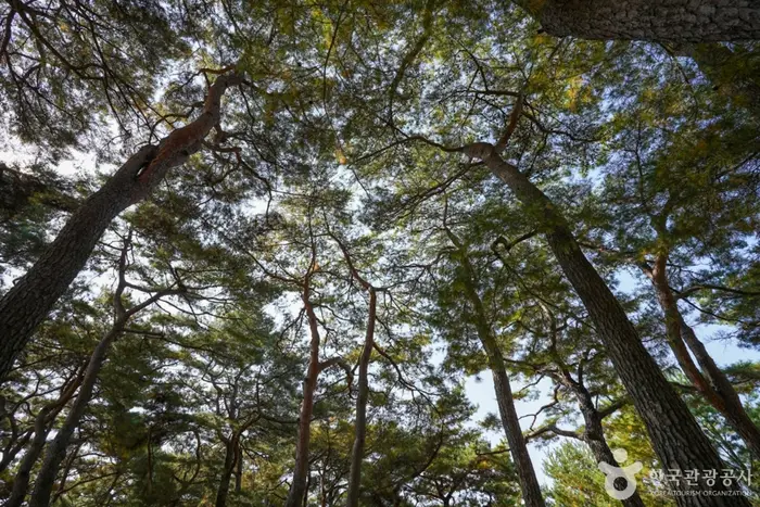 만송정 숲 · 관광지