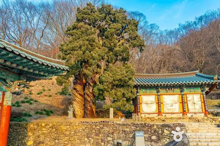 순천 송광사 천자암 쌍향수(곱향나무) · 관광지
