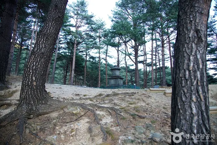 양양 진전사지 도의선사탑 · 관광지