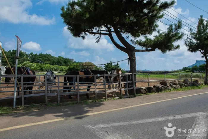 졸띠유채밭 · 관광지