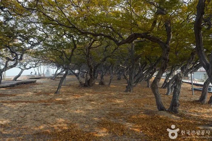 소사나무 군락지 · 관광지