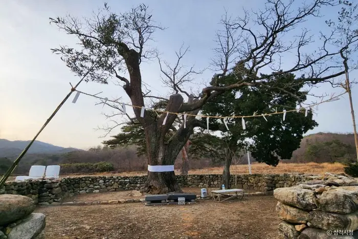 삼척 궁촌리 음나무 · 관광지