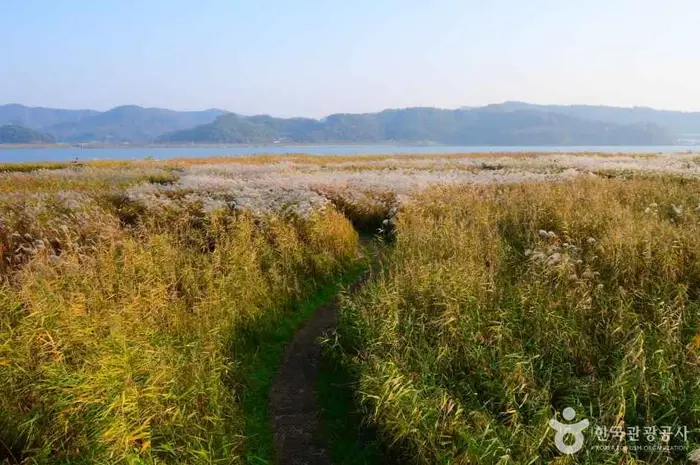 신성리 갈대밭 · 관광지
