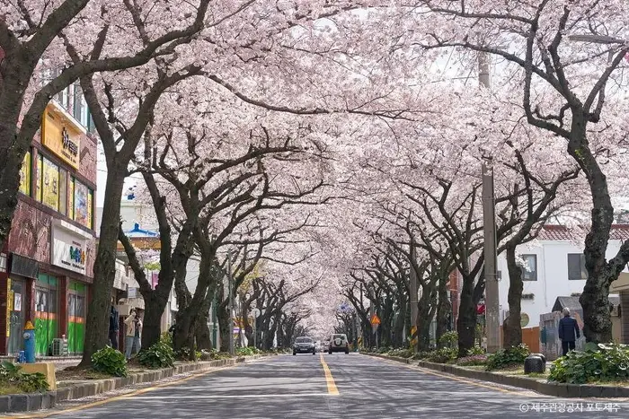 전농로 벚꽃거리 · 관광지
