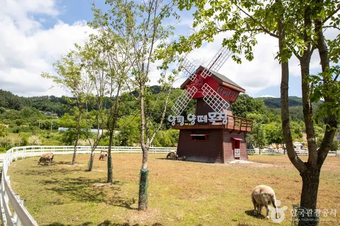 양평양떼목장 · 관광지